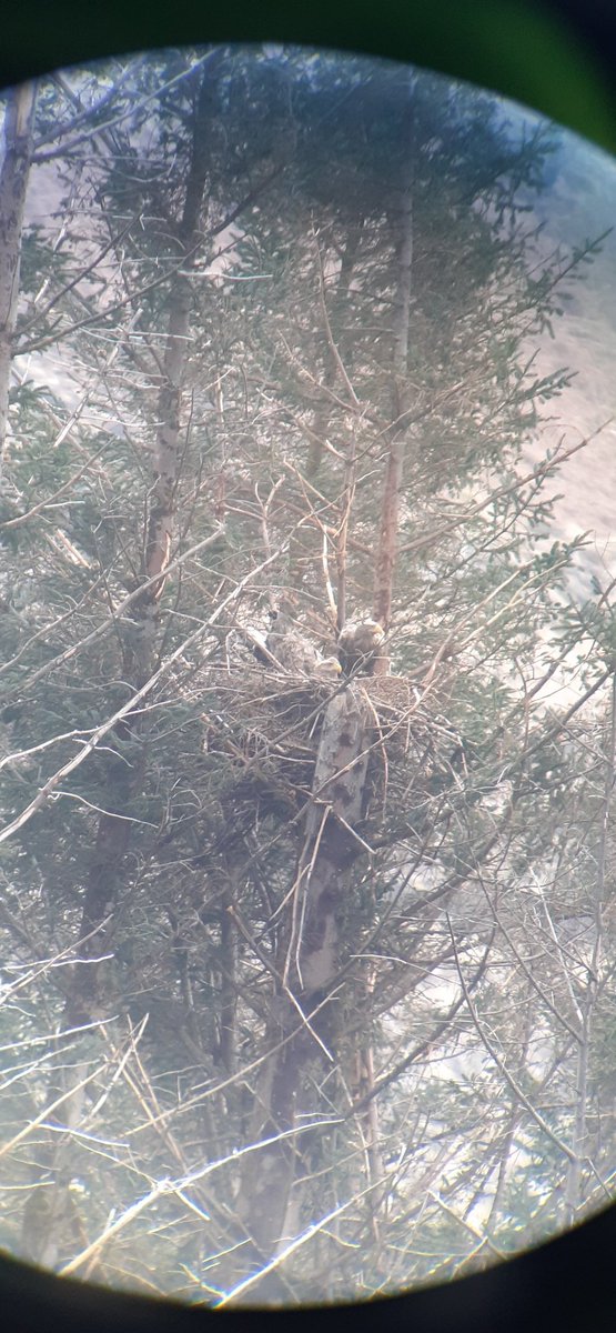 My view right now. Whatever chicks these 2 produce this year will fly off into a safer Scotland thanks to yesterday's @ScotParl wildlife/muirburn vote. Thank you @RSPBScotland @Ian_M_Thomson @RuthTingay @JimFairlieLogie @markruskell @ArianeBurgessHI @RaptorPersUK & all partners🦅