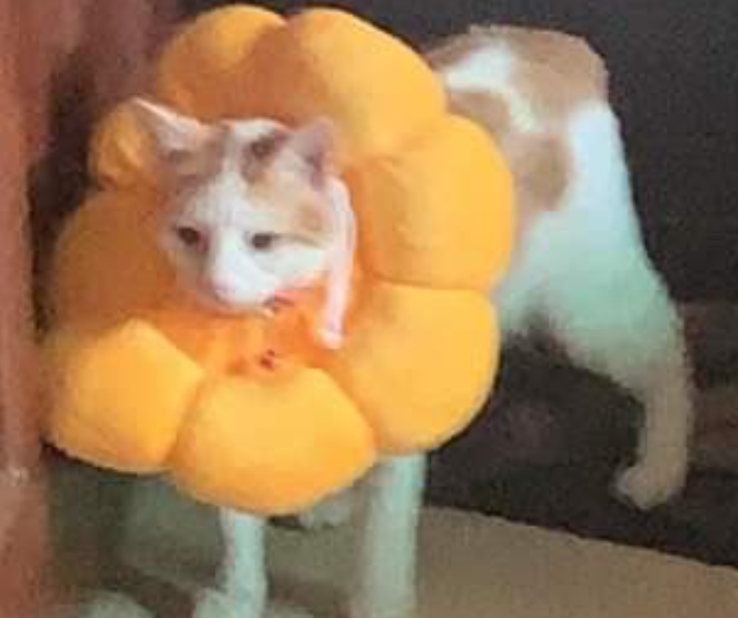LOAFI10's tweet photo. Flower car. Flower car. Flower car.
rowr. 🍳 https://t.co/LpKUoiom7h