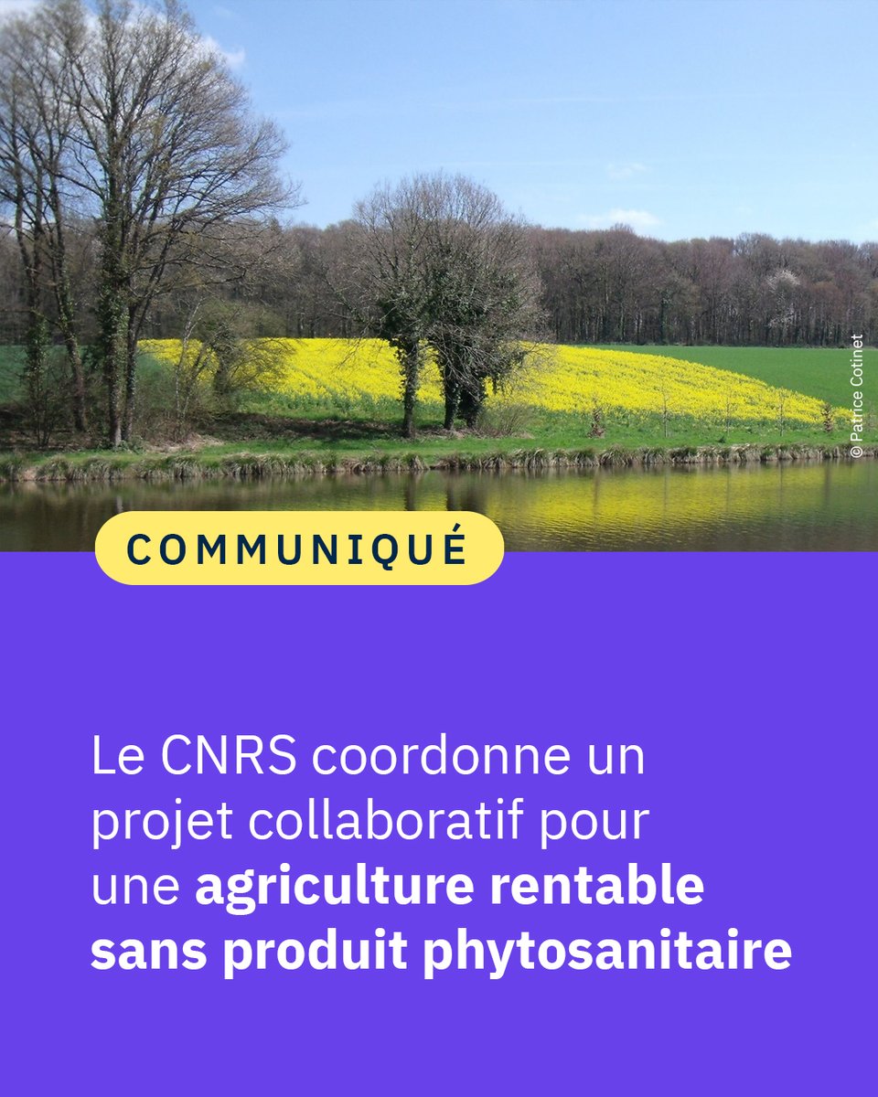#Communiqué 🗞️ Réduire la dépendance de l’agriculture aux produits phytosanitaires de synthèse néfastes pour l’environnement, tout en préservant la rentabilité des exploitations agricoles, c’est l’ambition du projet #ENVEZH piloté par le @CNRS. 🌾🚜 👉 cnrs.fr/fr/presse/le-c…