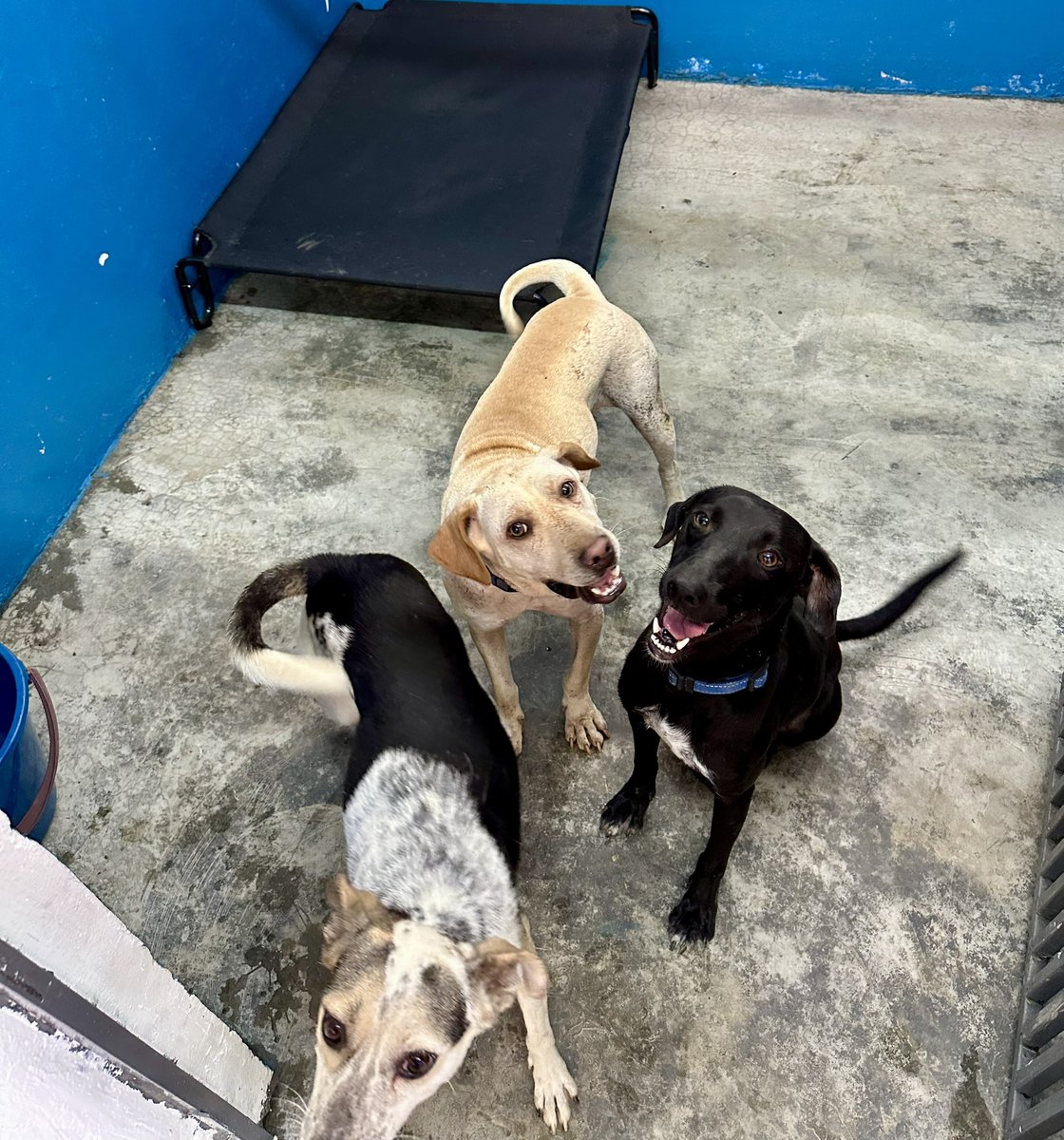 ayudemosapluto's tweet photo. It's Friday and this dynamic trio knows it ππ₯° Our little ones #NaomiAP #AzabacheAP and #FlorAP are looking for godparents to help us cancel the payment of #TierraMiSalvador in the month of April π‘π€π» We are missing $361.18 π
Regardless of the amount, it all adds up π«Άπ» https://t.co/0BHJIRMyzt