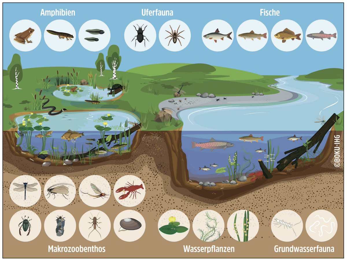 On #WorldWaterDay we published a series of articles dealing with the alarming state of freshwater biodiversity, including benthic invertebrates (of course 😁). zoobot.org/archiv-acta/