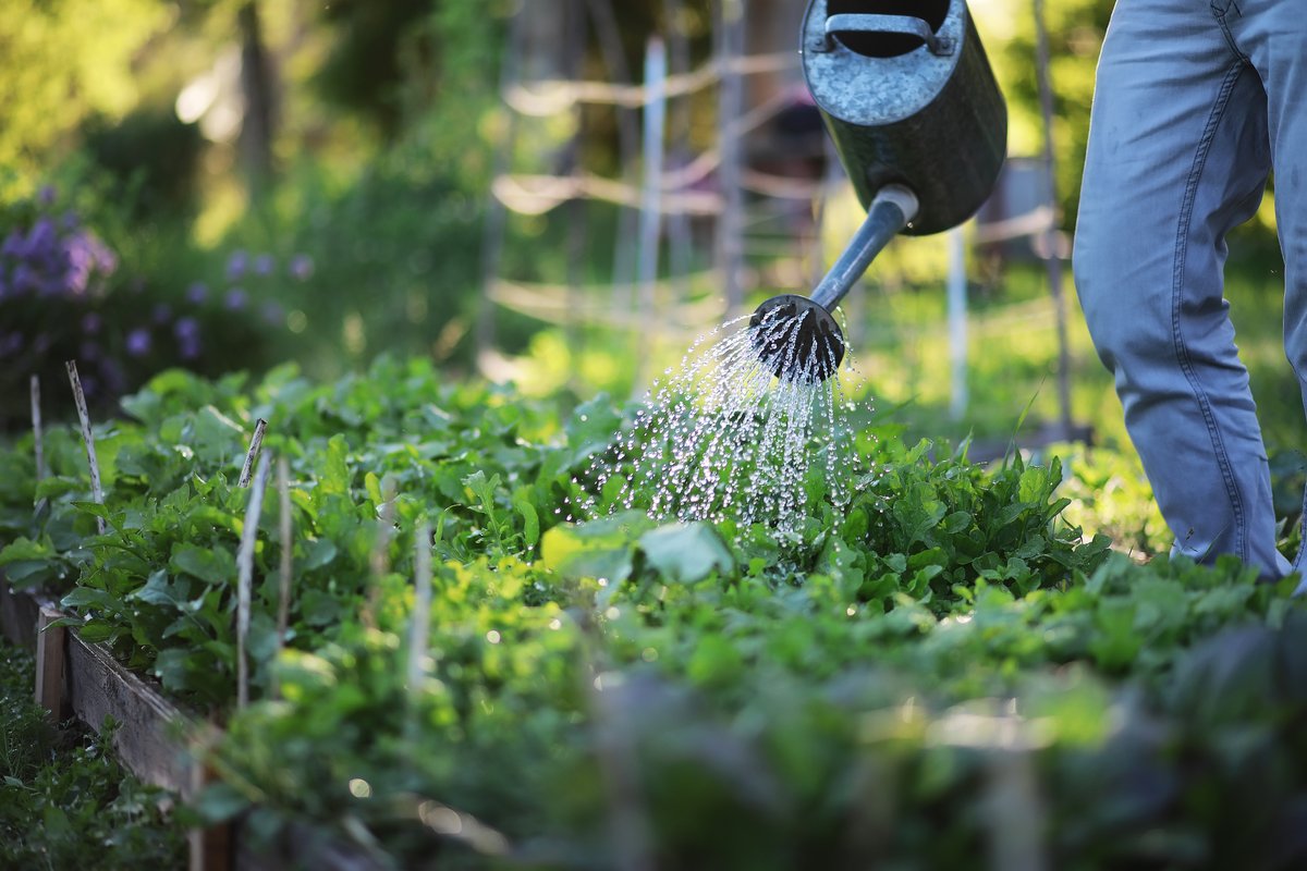 In any growing season, wet or dry, water conservation in the garden and landscape benefits both the gardener and the environment. Practicing water conservation saves money and energy. Learn more:
bit.ly/3vjNRi6 #WorldWaterDay 

#PeoplesGarden