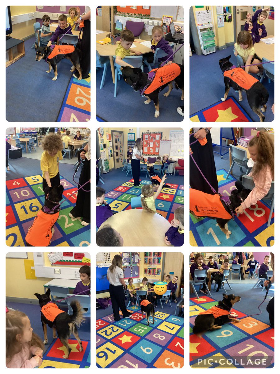 We loved spending the afternoon with Taliesin! He showed us his fabulous tricks, we learned how to be Tal ready & practised staying calm using our Tal breath.😁🐶 @NCSchoolDog @nantcelynschool