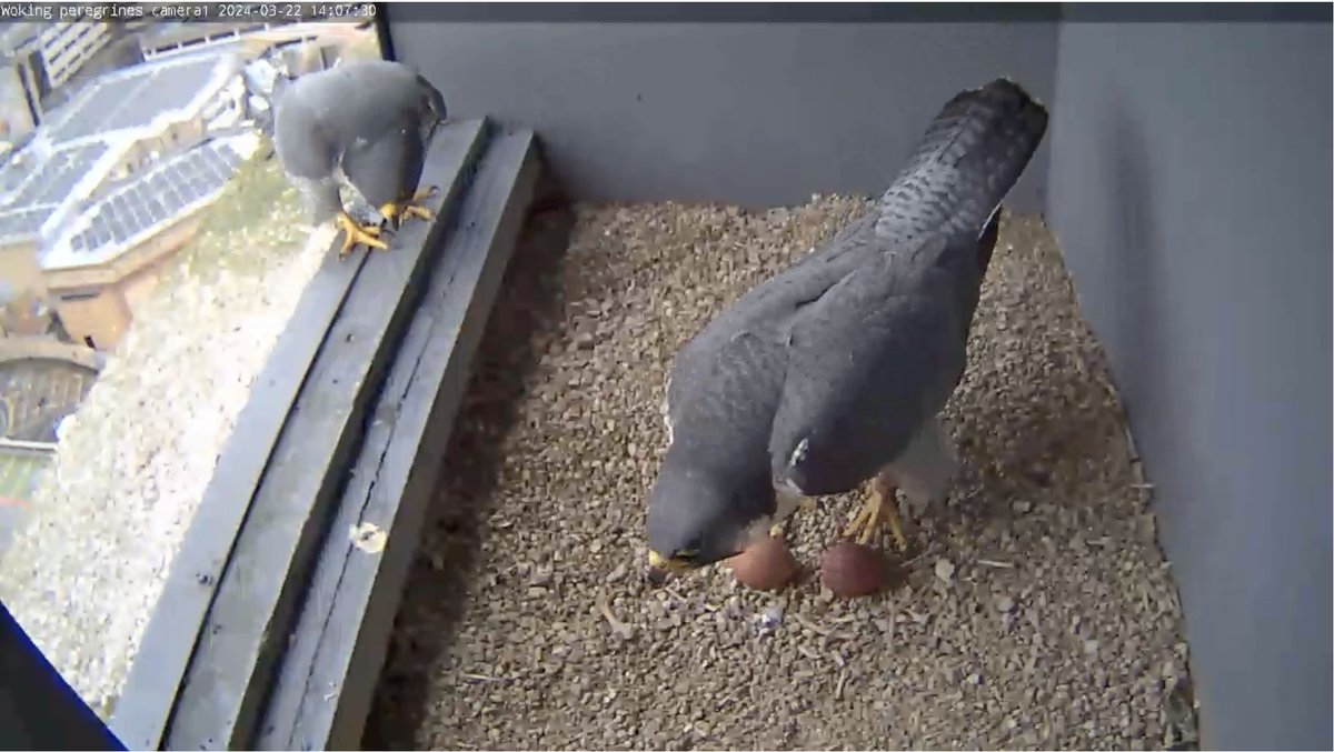 Very pleased (and relieved) to announce the cameras are back up and running. The even better news is there are 2 eggs! @wokingcouncil @SurreyBirdNews @james_sellen @surreylive