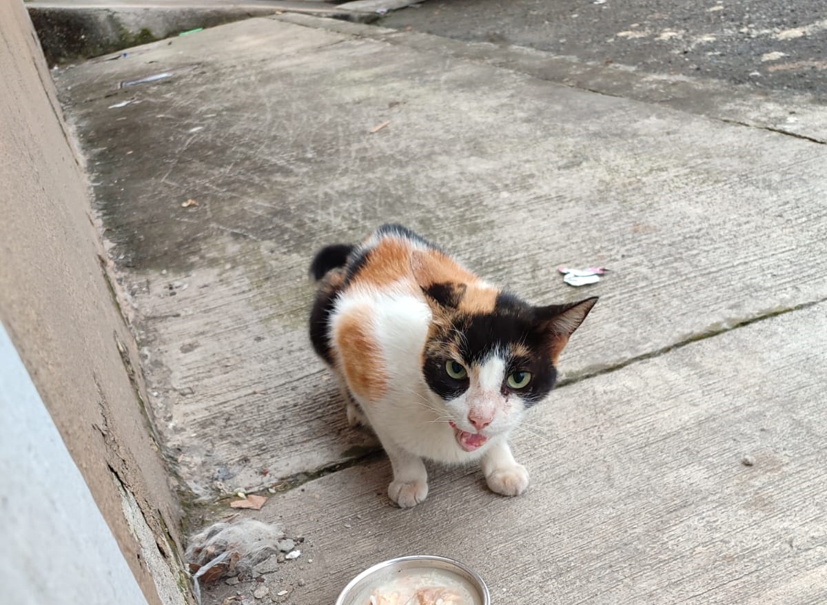 alukritos's tweet photo. Esta gatita fue abandonada por sus dueños al mudarse de casa, necesita un hogar por favor, ayudame a encontrarle un lugar donde quedarse, me es imposible darle un espacio ya que tengo 10 animales 🥹
#adoptanocompres #adopcion #gatos #Guayaquil #salvaunavida #abandonados https://t.co/RaZiQyD4Is