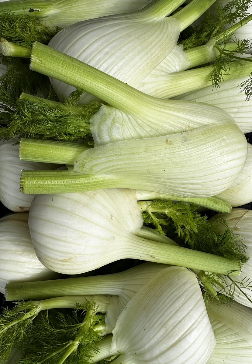 Discover the flavourful world of fennel! 🌿 From its crunchy texture to its delicate anise-like taste, fennel adds a unique twist to any dish. Whether sliced in salads, roasted with veggies, or infused into sauces, this versatile vegetable elevates every bite✨