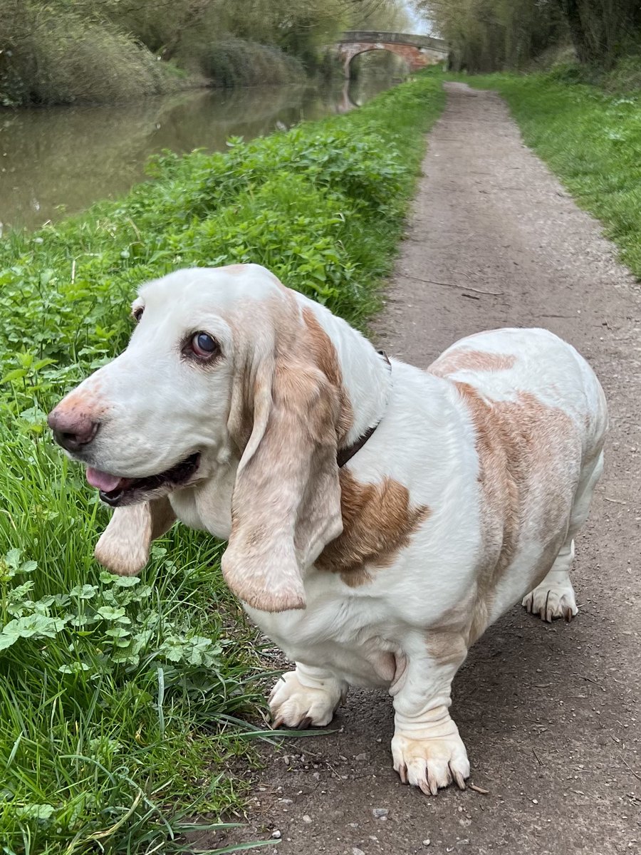 Beauty met the Beast on the Avon & Kennet Canal today at Sells Green #Wiltshire 🦢🐶