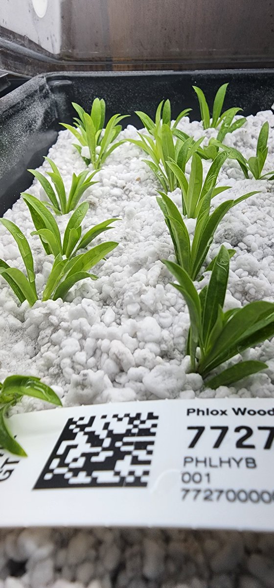 Scott Evans tweet media