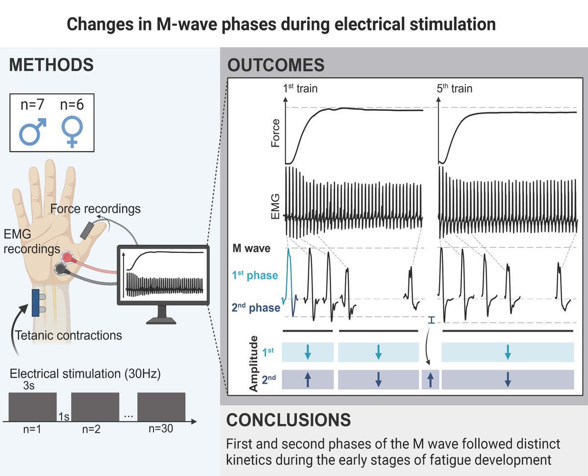 Journal of Applied Physiology (@japplphysiol) on Twitter photo 🤩Happy Wednesday, check out this #ResearchArticle, The first and second phase of the muscle compound action potential in the thumb are differently affected by electrical stimulation trains
<a href="/clemlanf/">Clément Lanfranchi</a>, et al.
ow.ly/qZzj50QZB4Q #JAPPL #ArticlesInPress <a href="/Nicolas_Place1/">Nicolas Place</a> 🤩Happy Wednesday, check out this #ResearchArticle, The first and second phase of the muscle compound action potential in the thumb are differently affected by electrical stimulation trains
<a href="/clemlanf/">Clément Lanfranchi</a>, et al.
ow.ly/qZzj50QZB4Q #JAPPL #ArticlesInPress <a href="/Nicolas_Place1/">Nicolas Place</a>