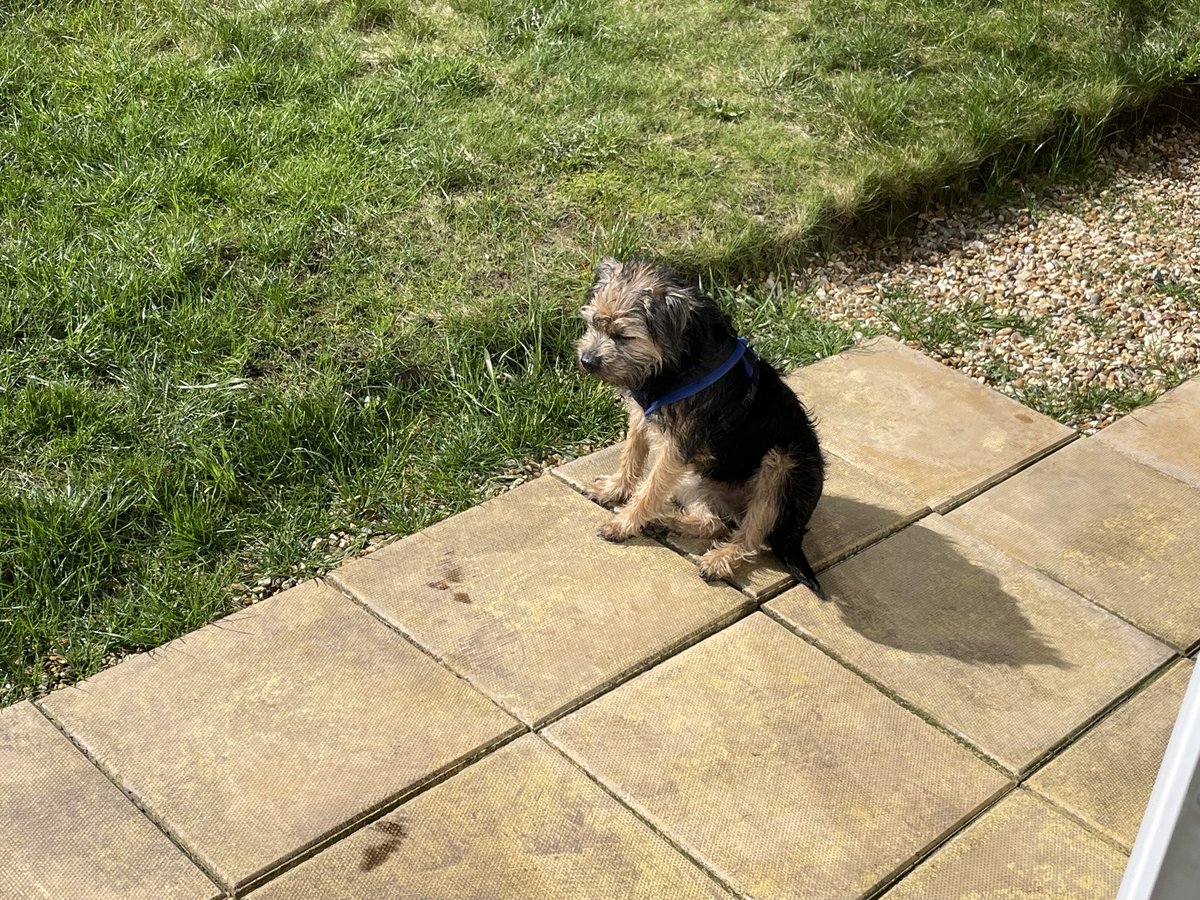 Not something we get to see that often in Lancaster but I understand that big yellow ball in the sky is called the sun & it’s appears to be great for sitting in & feeling on your fur/paws🕶️🌞🐶🐾 #Spring #VitaminD