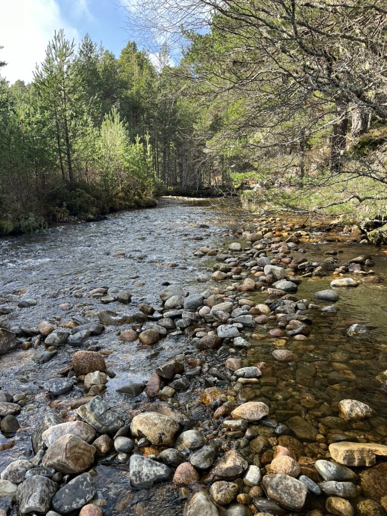 Just the most beautiful and tranquil place for lunch. Alongside the River Nethy deep in the heart of the Abernethy Forest