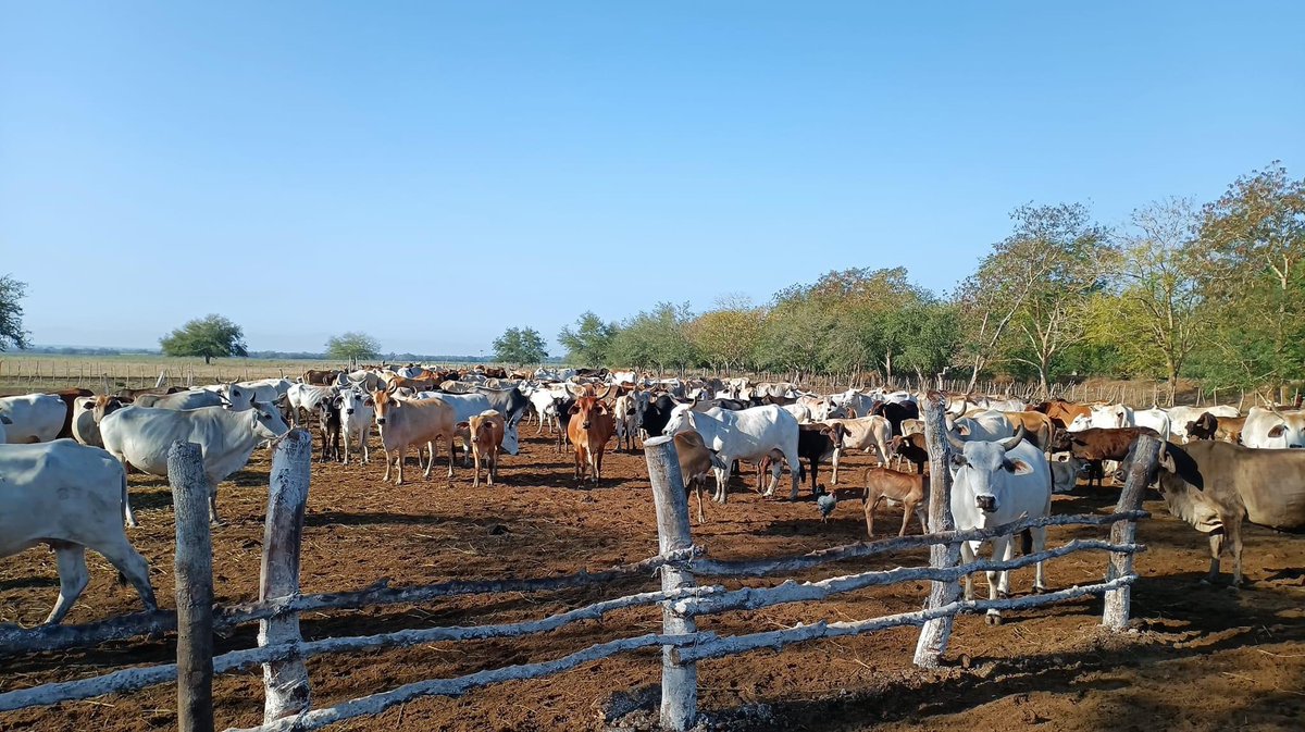 La unidad cuenta con 239 cabezas de ganado para la cría, de la raza fundamentalmente criolla. La masa está compuesta por 57 vacas, 118 novillas, nueve terneras, 37 toretes cuatro añojos y tres sementales. #ProvinciaGranma #GenteQueSuma