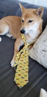 Ape $TIE Like A Real Gentleman 

t.me/dogwiftie