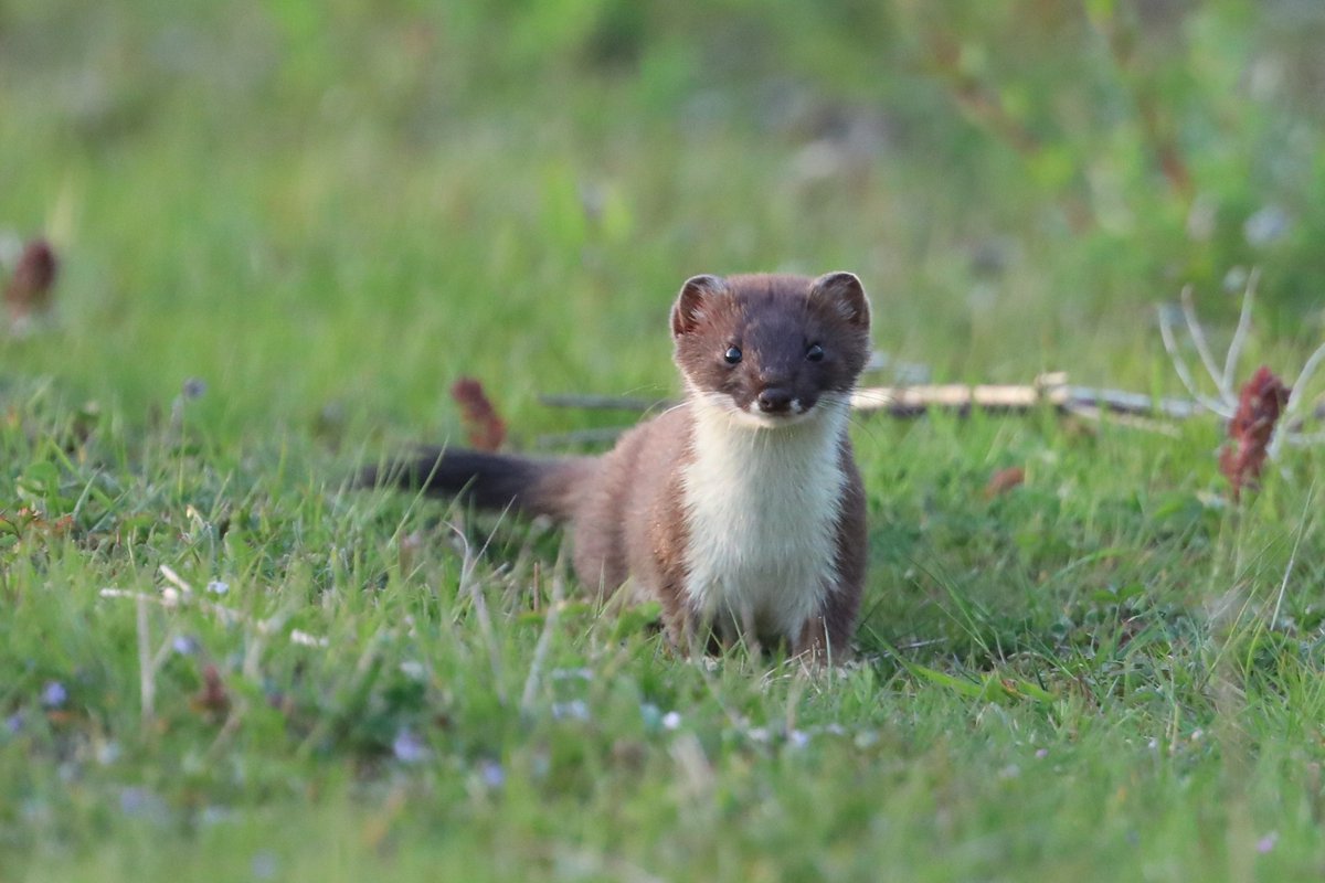 bcbeancounter's tweet image. #northantswildlife @WildlifeTrusts Waited several years to photograph a stoat or a weasel, and this little beauty wandered along a path while I was looking for foxes.