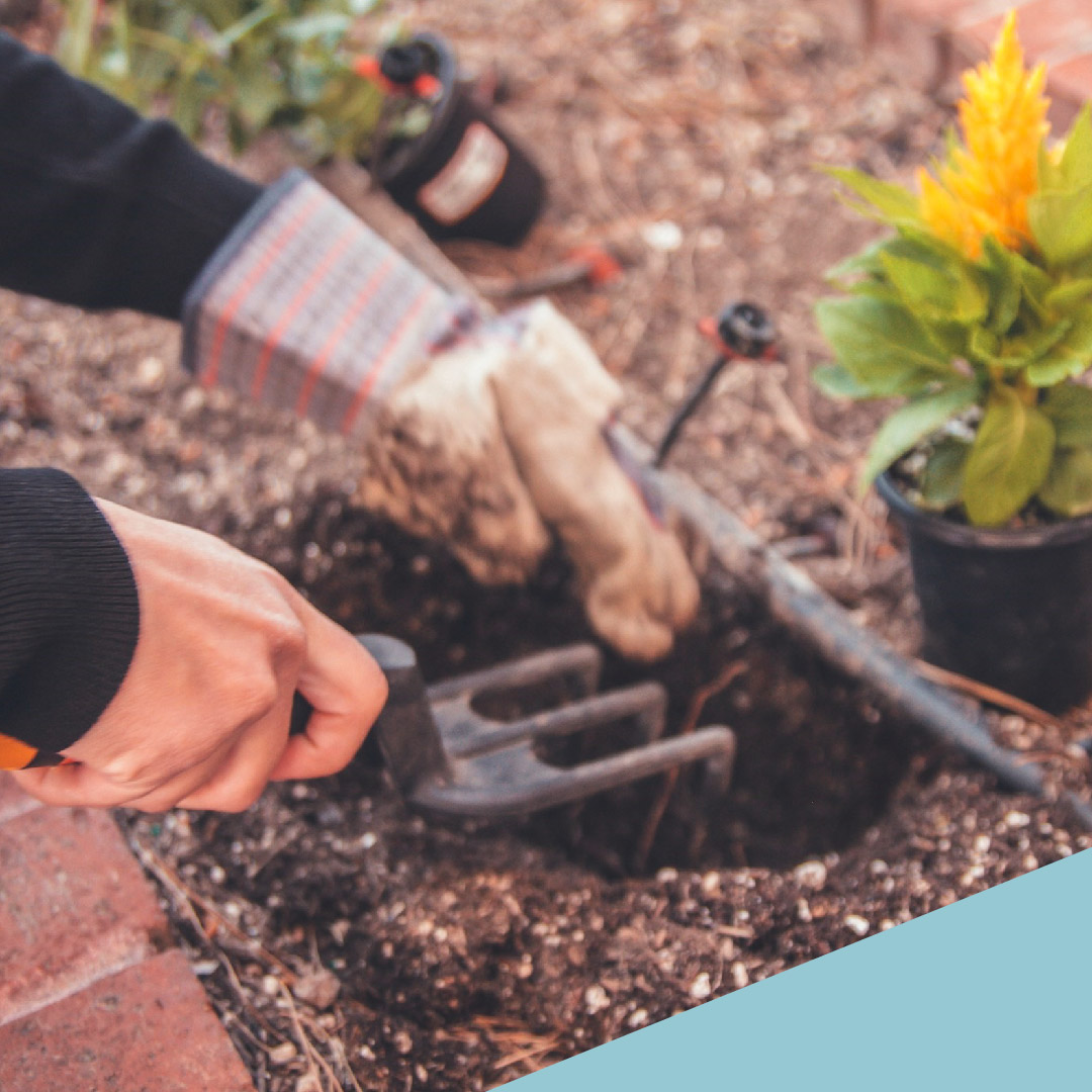 Wil je iets doen voor een ander én hou je van tuinieren?
 
Ontdek het inspirerende verhaal van Janet (69), ze doet vrijwilligerswerk in Dordrecht als 'tuinmaatje'! 🌻

Lees hier meer over haar ervaringen: besured.nl/inspiratie/vri…

#besured #vrijwilligerswerk