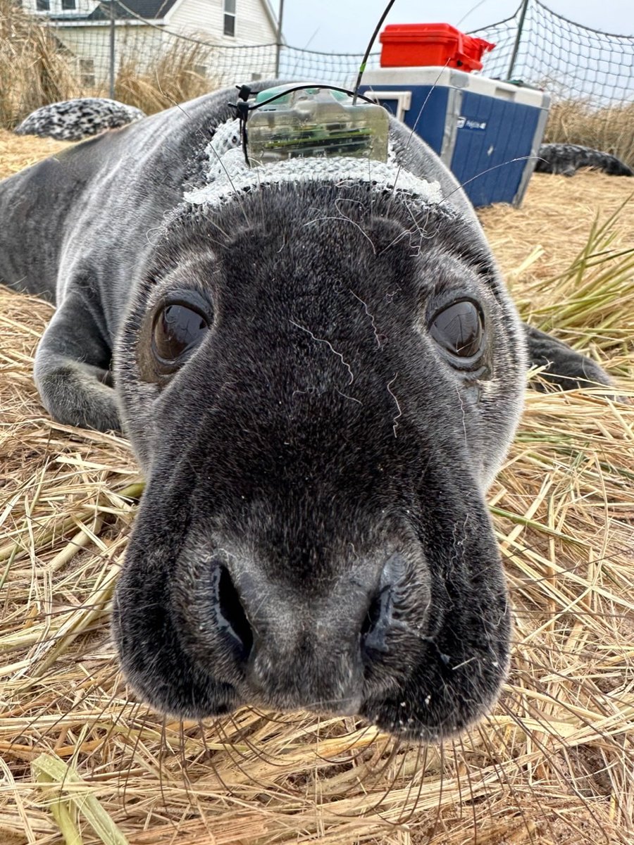 WHOI's tweet image. ⁉️🦭🗺️ #InternationalSealDay Trivia: How far can a gray seal pup travel on its own in a month?

📲 Find out– and see more awesome pics of seals, wild horses, and field work from @michelleshero: go.whoi.edu/gray-seals

📸 taken under permits DFO 23-28A and NMFS 25794 © #WHOI
