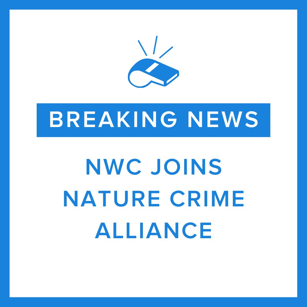 🗣️NWC has joined @NatureCrimeAll! This new membership is part of our ongoing campaign to fight environmental and #WildlifeCrimes through #whistleblowing. Read our #PressRelease here ⬇️ ow.ly/XkY250QYSMQ