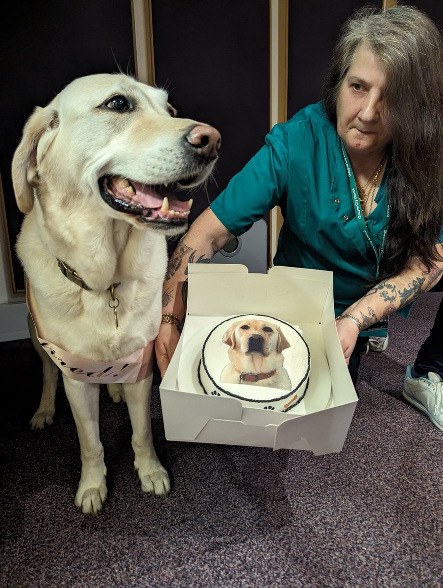 We can't believe it's been 7 years already! Our wonderful Quigley the #GuideDog is officially retiring at the end of the month, but today was his final day in our radio studios 😢 Check out that happy face and the stunning cake that his friend Mary brought in! @guidedogs