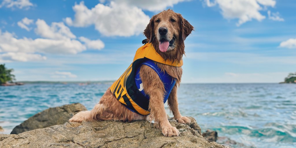 Vitamin Sea for the Golden Boy! ☀️ Ryder staying double protected with our 50+ UV protective Rashie Vest, and our X2 Boost Doggy Floatation Device 🌊 #ezydog #dog #dogs #goldenretrievers #goldenretriever #sea #summer