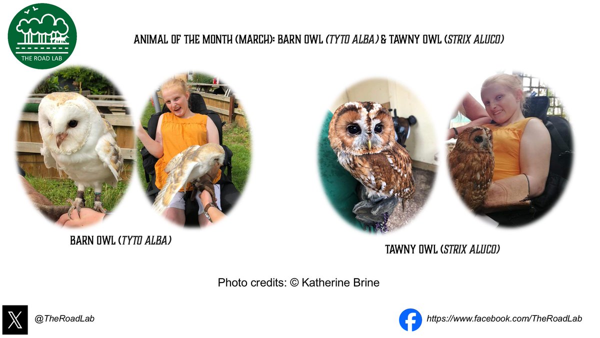 Roadkill reports of Tawny and Barn Owls go up in March, so they’re our #AnimaloftheMonth! Tawny Owls = amber-listed Species of Conservation Concern in the UK Barn Owls = green-listed Katherine held both elegant birds! Seen roadkill? Report today! #ecology @_BTO @BarnOwlTrust