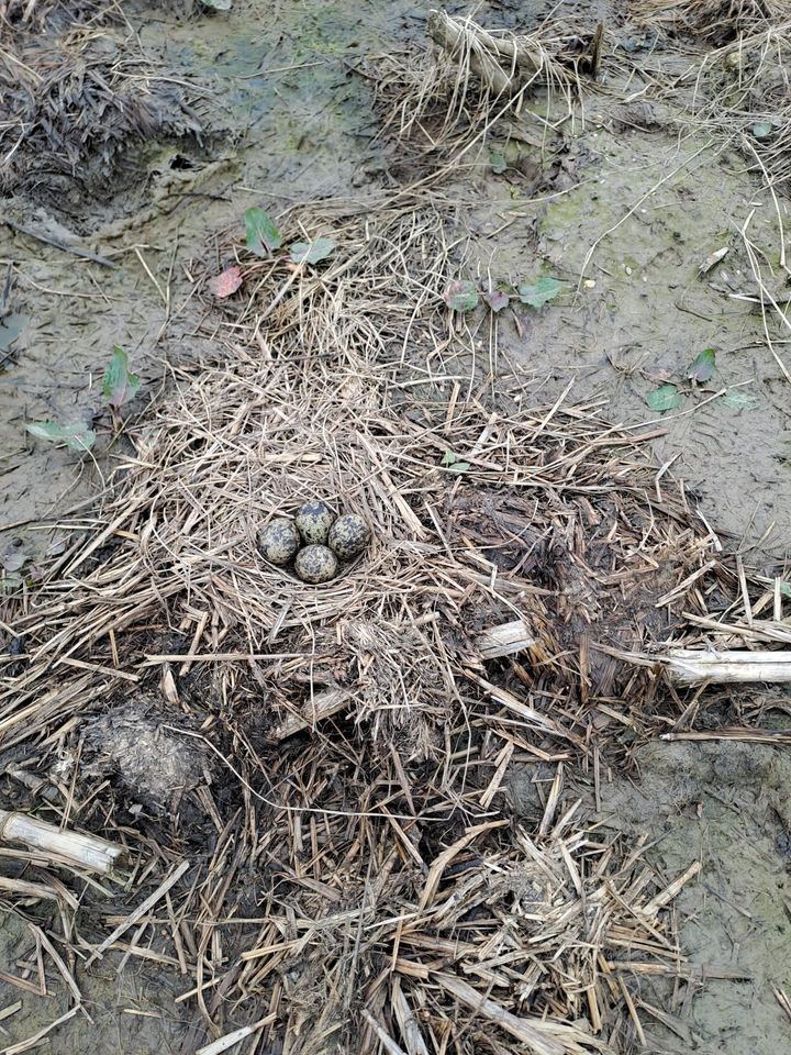 De Rijswijkse veld vrijwilligersgroep heeft op 21 maart 7 kievitsnesten met eieren gevonden!