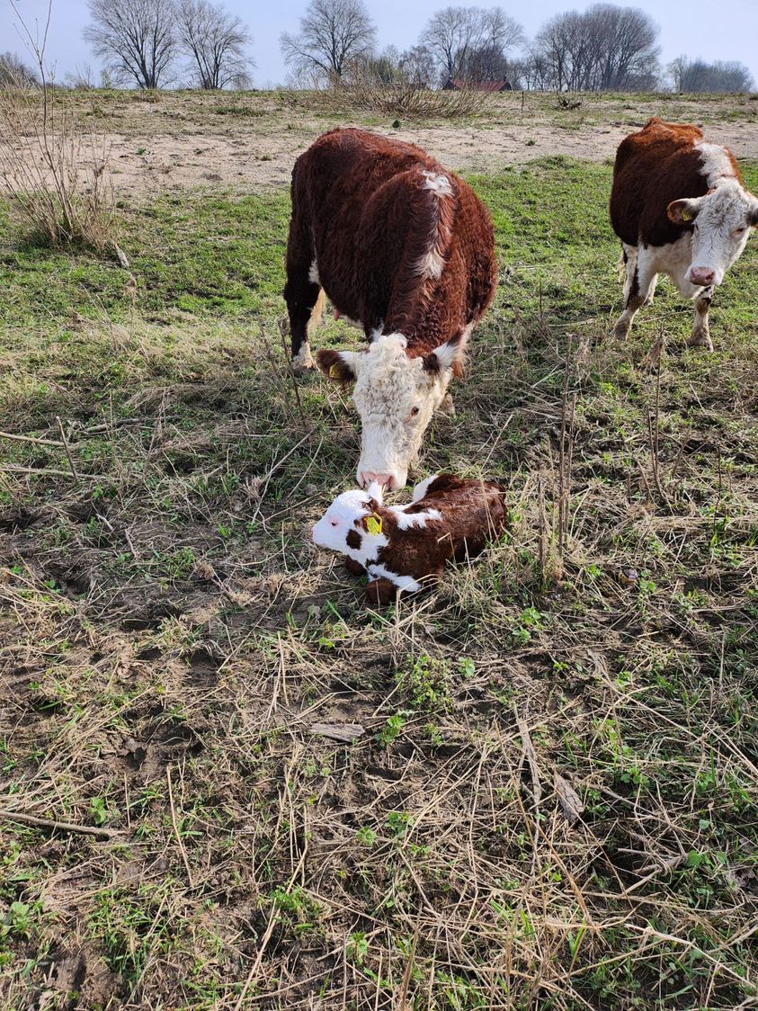 Voorjaar in de Heesseltsche uiterwaarden. Het eerste (stier)kalfje is op de dag van de lente geboren!