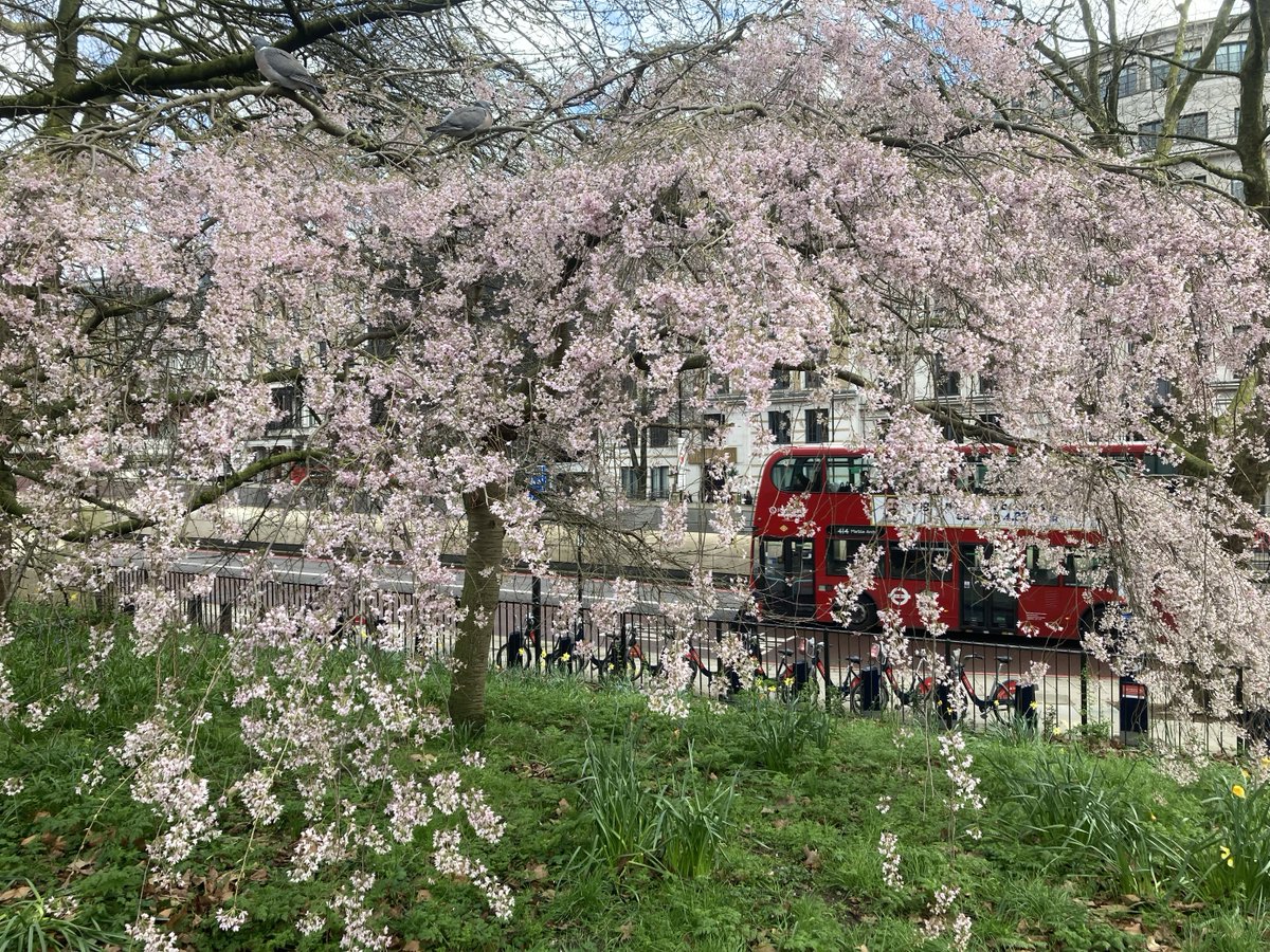 Hanami (花見) blossom-watching season is here! Have you encountered any beautiful blossoms on you daily commute?! Please do share your photos with us using #HanamiUK. We'd especially like to see your photos of sakura (桜) cherry blossoms in your area! 🌸@JapanUKSakura