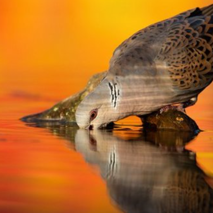 In 2023 #WorldMigratoryBirdDay highlighted the importance of water for migratory birds. 🦩 Today's #WorldWaterDay is focusing on the importance of “Water For Peace”! 🕊️ Let us put water cooperation at the heart of our plans #ForNature and #ForPeace ➡️un.org/en/observances…