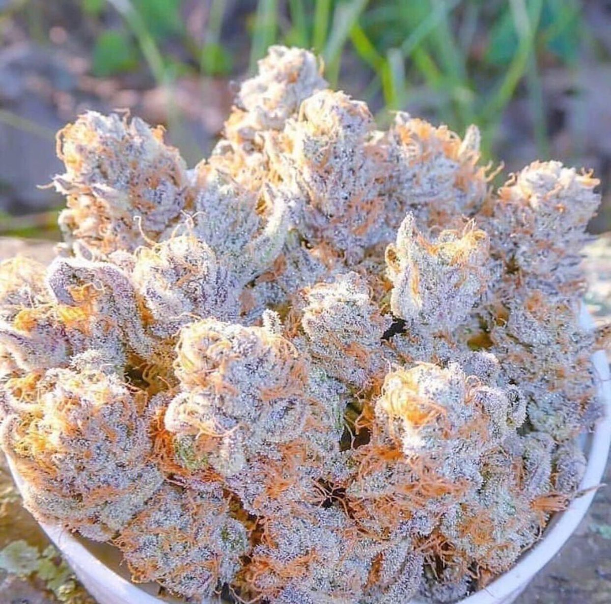 Herb Approach tweet media