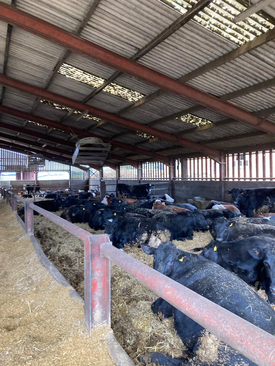 Happy cattle new customer been on ration for 8 weeks now gone to 1.8kg dlwg  Aberdeen Angus 
fans working well too