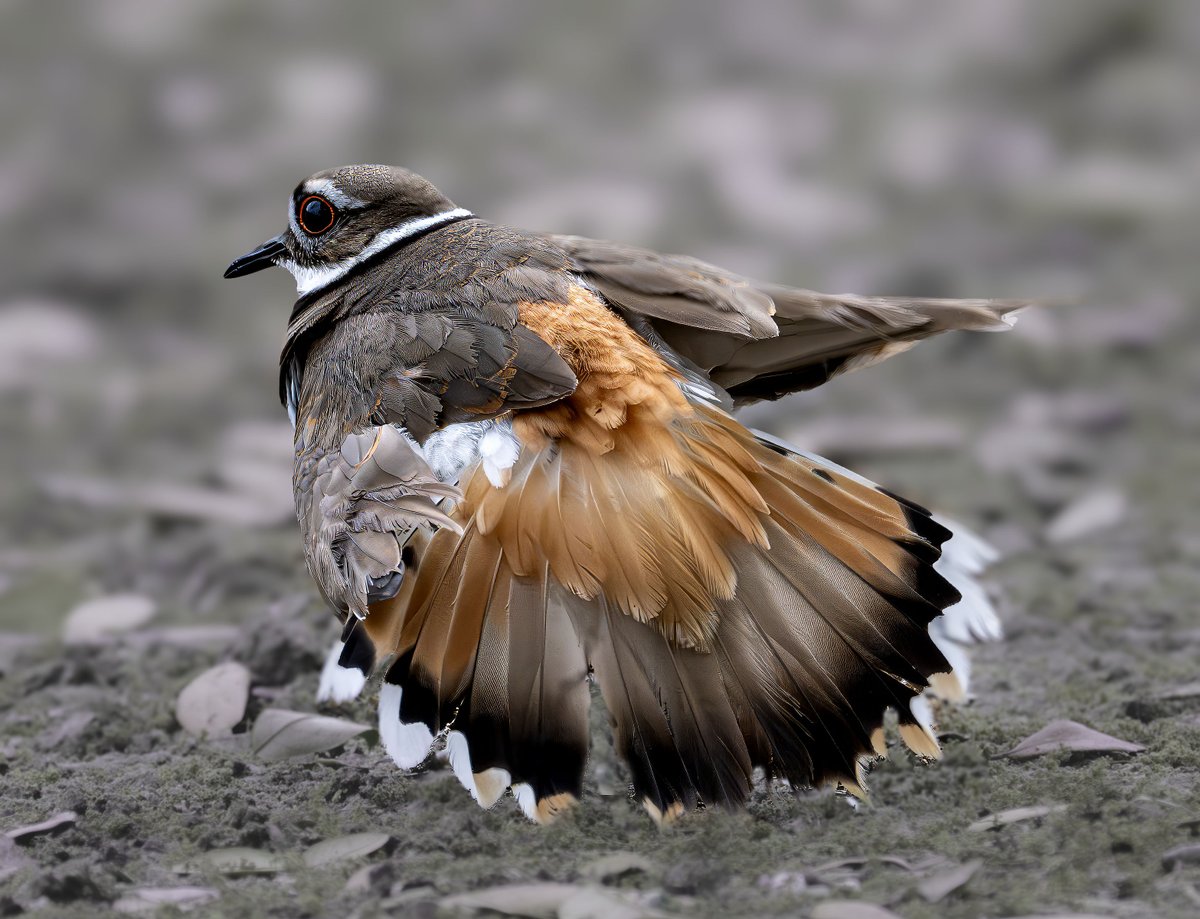 This killdeer was chirping a warning at me as I came close--did not see her until she did. I thought she might be nesting--but when she got up to angrily run away--no nest. But, what beautiful feathers she has when her wings are extended! #birding #FloridaBirds #kildeer