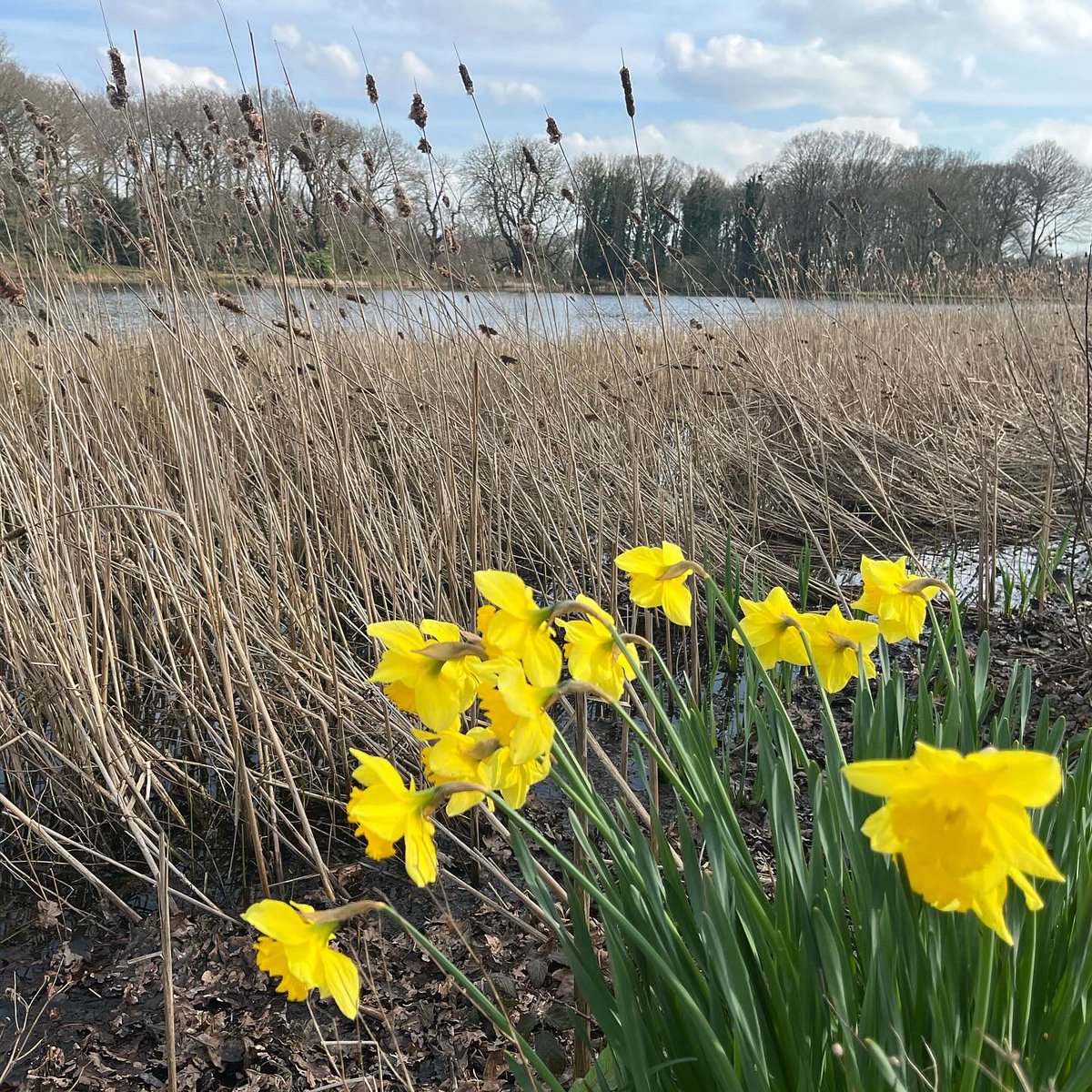 It’s been a long time coming but spring has arrived officially. With the great work the greenkeepers have put in during the winter months, this pays dividends going forwards. Who’s out this weekend? #golf #mindset #essex #spring #march #daffodils @ThorndonParkGC @GcThorndon
