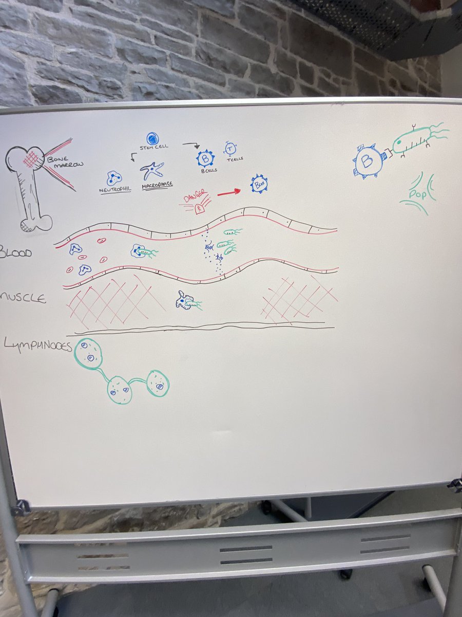colldash's tweet photo. When you have to teach immunity to foundation degree students. THIS IS AN ART ATTACK 🖼️ https://t.co/7mefKDOtkR