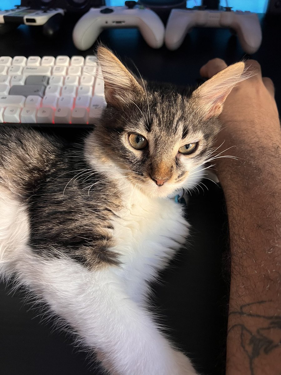 Franvelito 🐻 tweet media