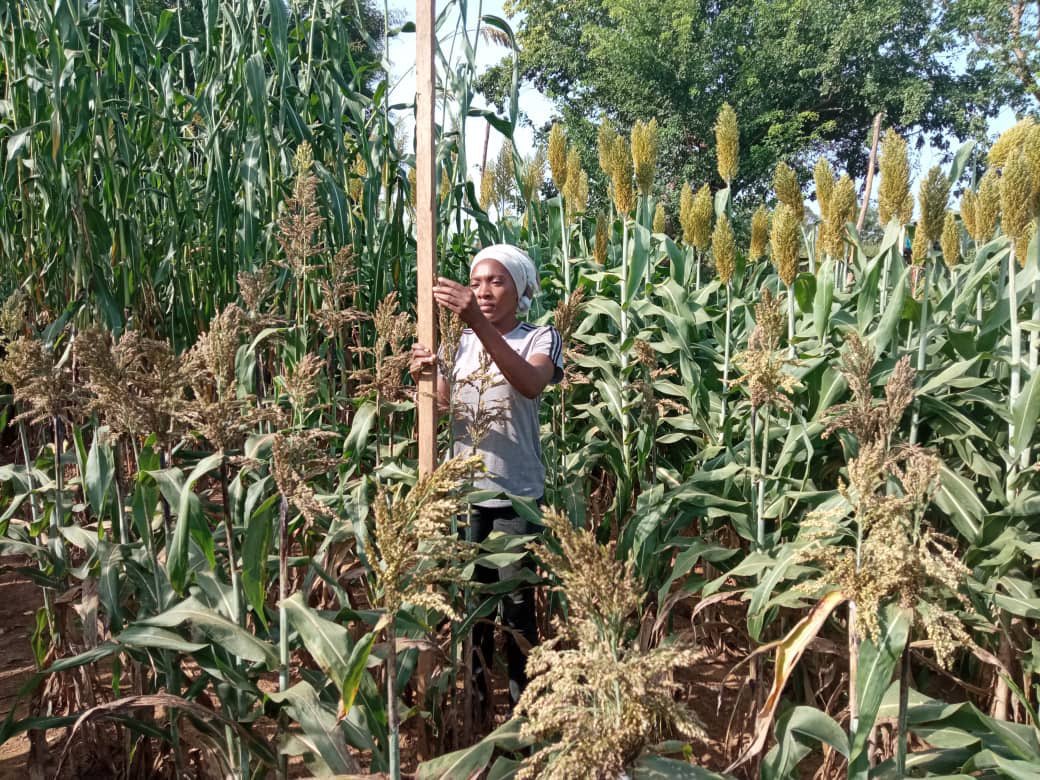 TiemtoreFarida's tweet photo. Ma #TL226, j'ai eu le plaisir de faire la rencontre de Aïda KARFO/SERE (@sere_aida ) une ingénieure agronome dont la passion pour la science de cultiver la terre pour nourrir notre monde m'a profondément séduit. #TiemtoreFarida #ByYouth #AfriFOODlinks #FoodFuture @ICLEI @rikolto https://t.co/NOkd5zH1sf
