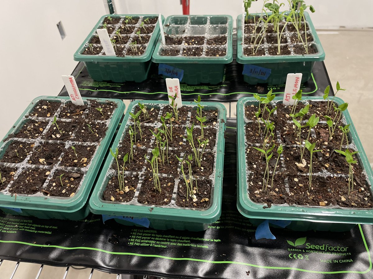 HabaneroHarman's tweet photo. Good morning #PepperHeads! More freaking snow… glad we have the indoor setup. #PepperPeopleVibes https://t.co/EigdDunhbJ