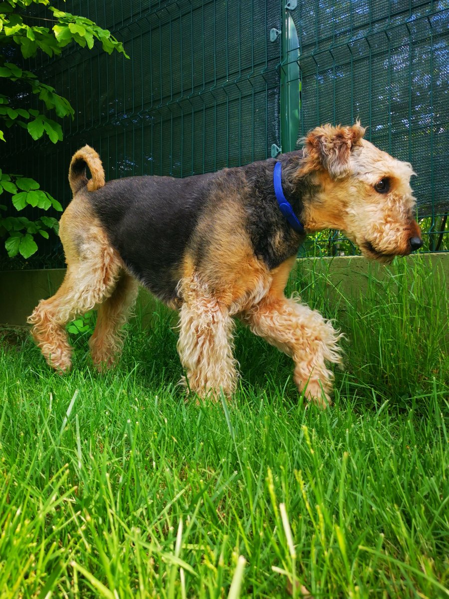 TheAbsurdPack's tweet image. Just romped through the grass like a fluffy tornado! 🐾 Feeling top dog on this sunny stroll! #HappyPaws #LivingMyBestLife #PawsomePals #FurryFriends #WoofWoof #DogLife #DoggyLove #AdorableDogs #BestWoof #AiredaleTerrier #Electra