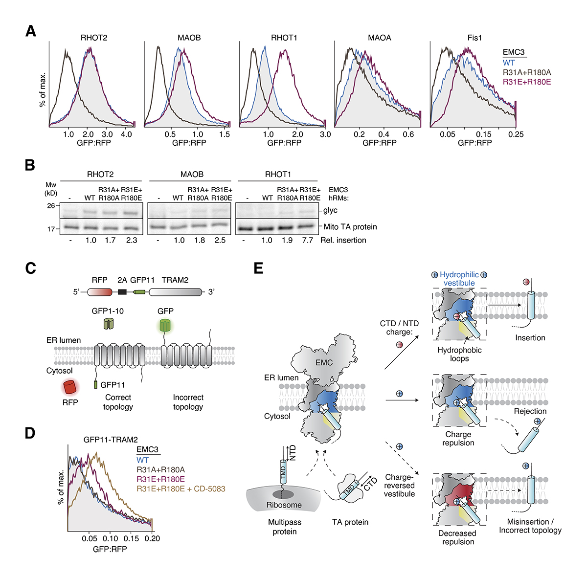 .<a href="/pleinerlab/">Tino Pleiner</a>, Hazu, Pinton, @GPTomaleri <a href="/voorheeslab/">Rebecca Voorhees</a> et al. identify a selectivity filter in the ER membrane protein complex and show that it limits protein misinsertion at the ER. hubs.la/Q02qbfZF0

Part of our #StructuralBiology collection: hubs.la/Q02qb9Fr0