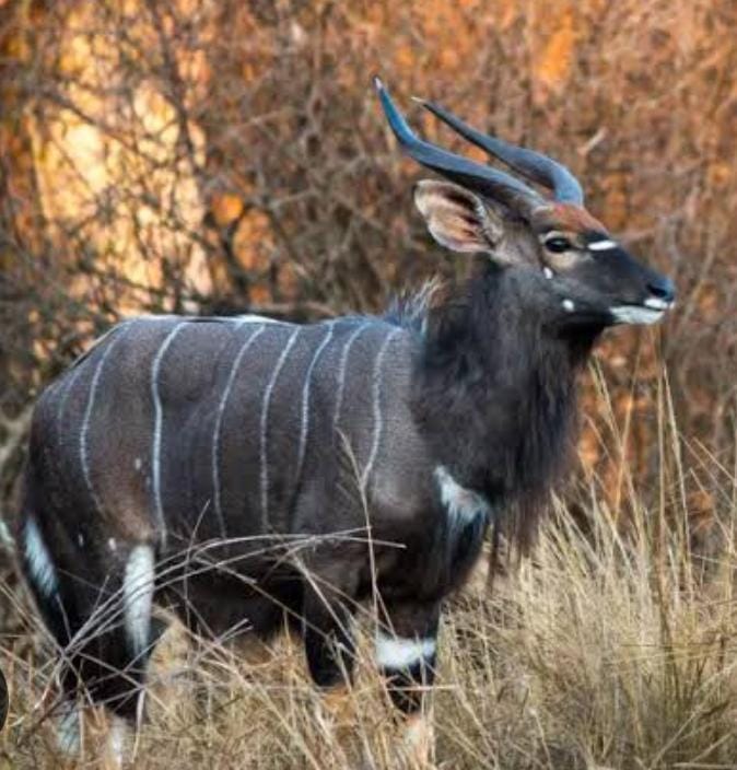 Stockfarmmag's tweet photo. Potchefstroom catalogue #gameauction hosted by #UbiqueAuctioneers on 6 April 2024 at 11:00 live on online via the Meerkat App. Contact Rudi 0824907686 or Hendrik 0833475325 or click on https://t.co/HvCWh5Hj14 for more information. #MeerkatOnline https://t.co/NIkwFFaIua