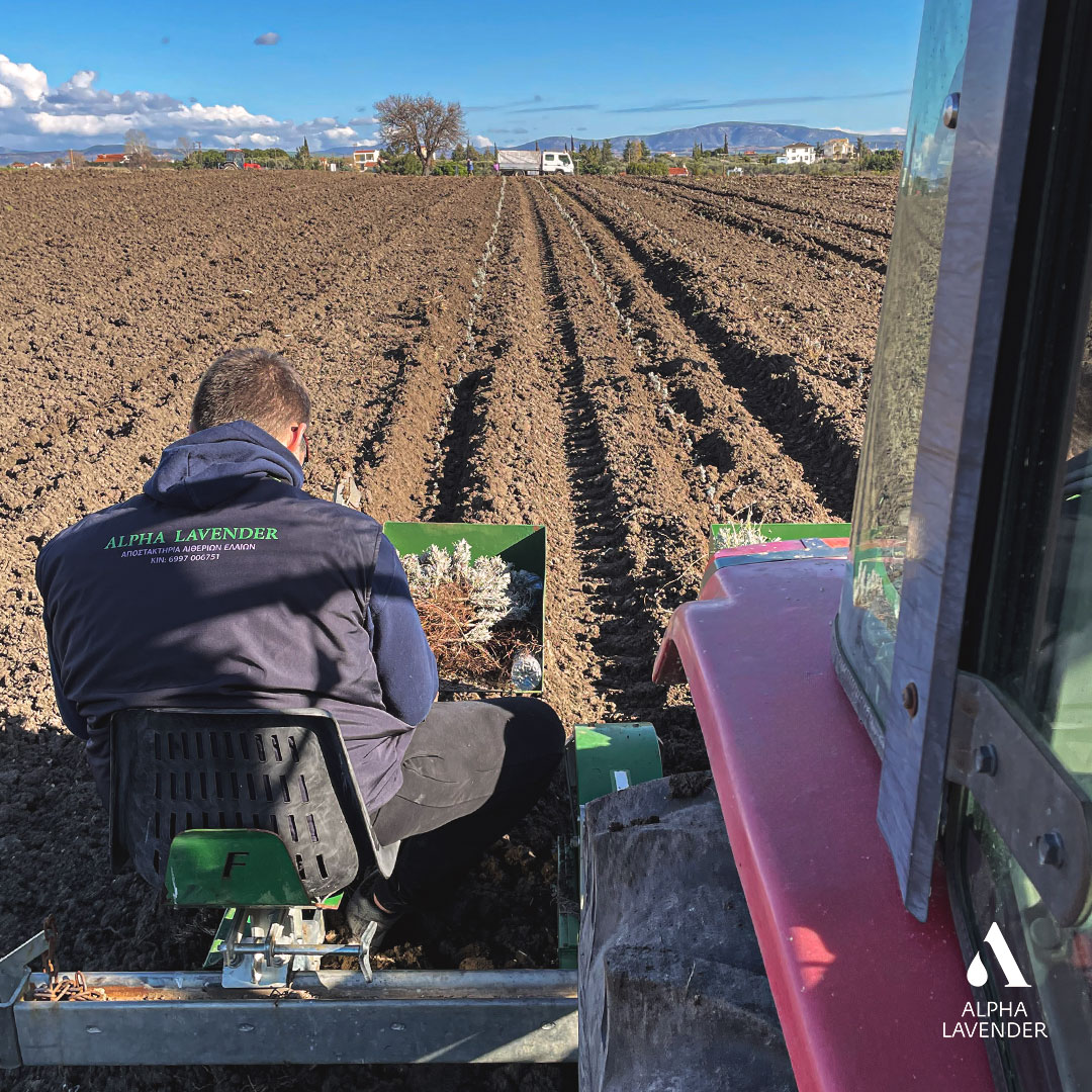 alphalavender's tweet photo. 🤠 lavender planting with modern machinery &amp; certified propagating material of top quality and performance produced in our nurseries🌱

👉Get high-performance #certified #lavender #plants
🤙+306997006751

#λεβάντα #φυτά #φυτώριο #αρωματικάφυτά #planting #lavandula #angustifolia https://t.co/DeGtMEpxsh