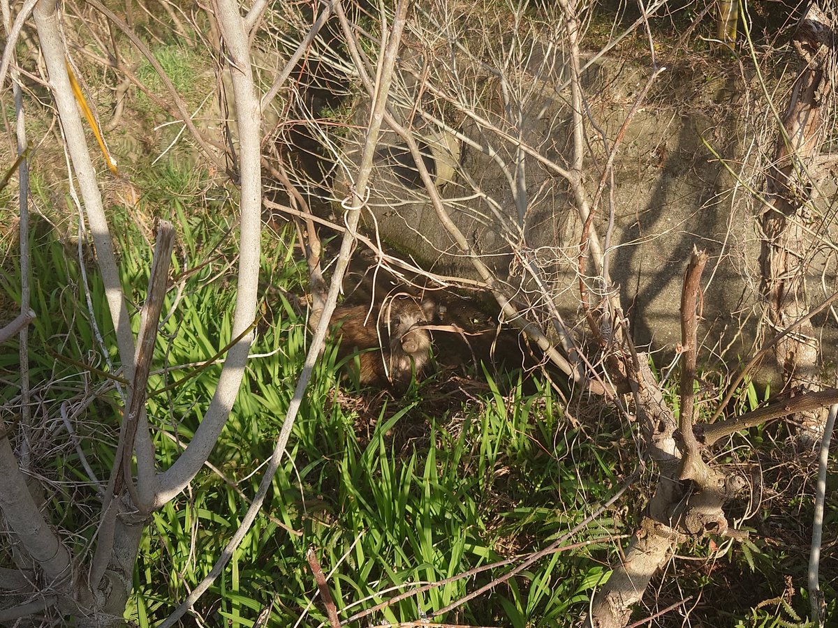 今日はお散歩中に、春を見つけました(⁠*⁠´⁠ω⁠｀⁠*⁠)桜がめちゃ可愛かった🥹🩷🩷🩷🩷あと、久しぶりにイノシシと会いました└⁠(⁠ ⁠＾⁠ω⁠＾⁠)⁠」久しぶり!