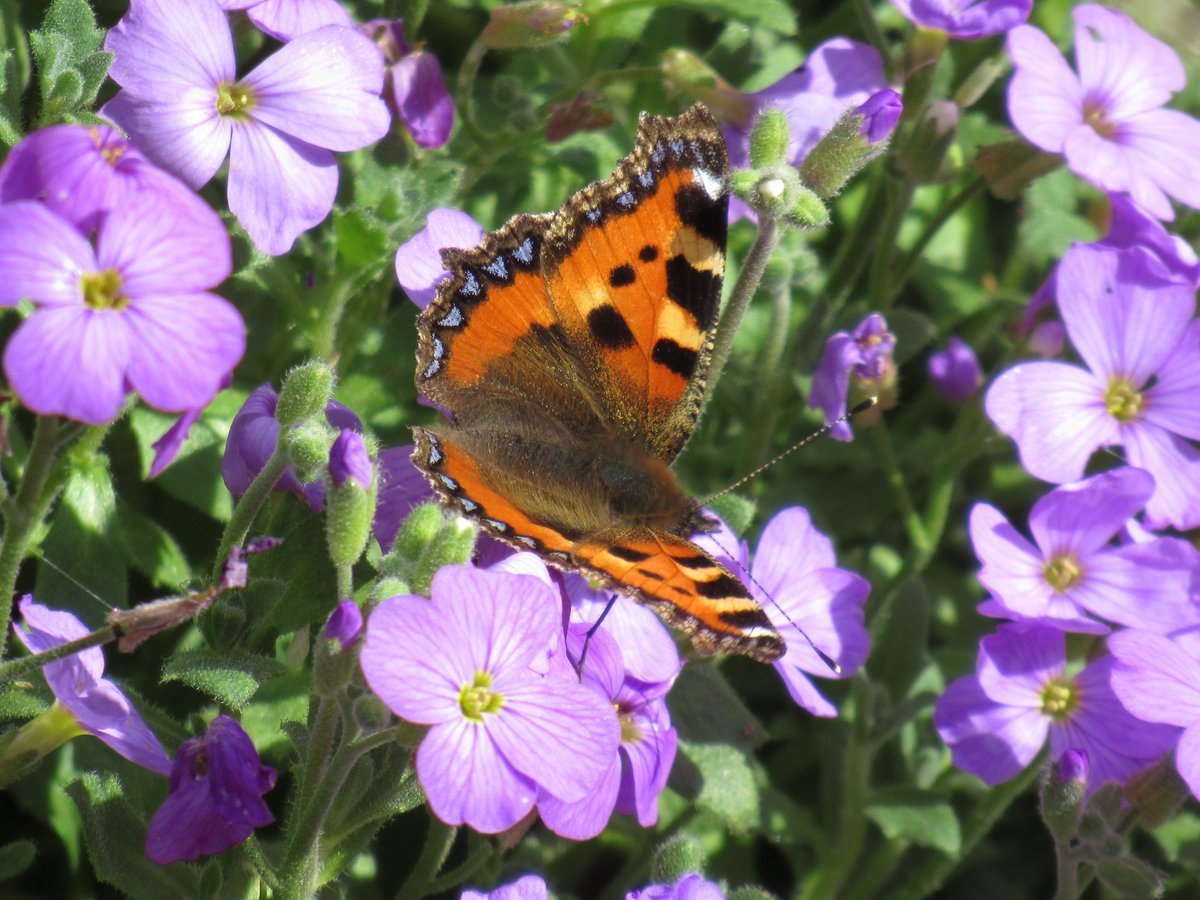 Not much sun about, but this Small Tortoiseshell came out yesterday in a brief sunny spell. So good to see! @BCSomerset