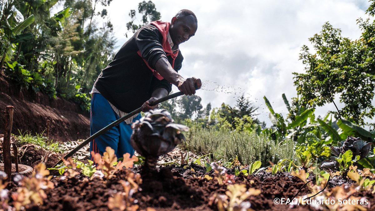 How can satellite data contribute to peace? 🛰️🌾💦🕊️ @FAO #WaPOR data supports initiatives to foster peace and mitigate conflict connected to water and agriculture. Read on the experience of 4 countries 🇱🇰🇸🇩🇸🇾🇲🇱 ➡️ tinyurl.com/mupnm3yf #WorldWaterDay