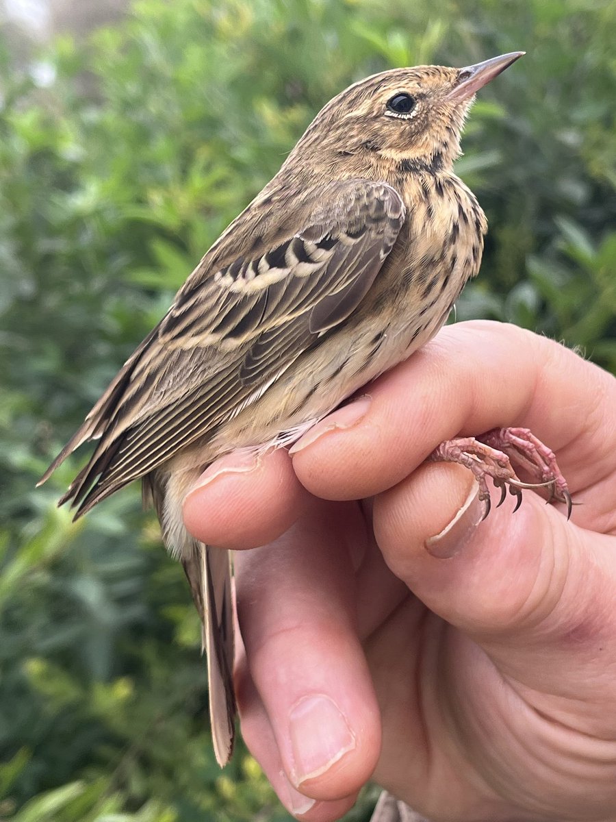 This Tree Pipit is the first March ringing record since we started recording. Before this it was the 4th April 2015 #gibraltar #gonhs