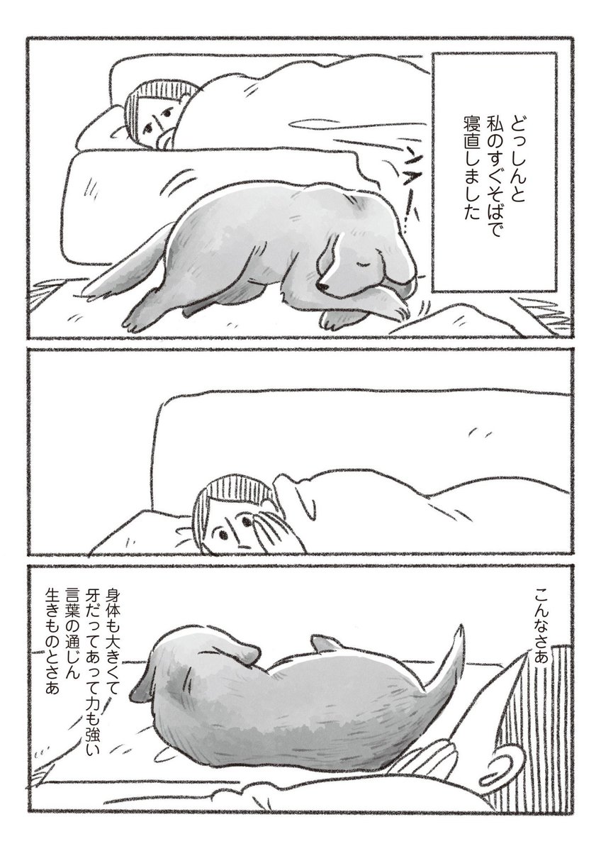老犬との思い出日記です🎖️ 