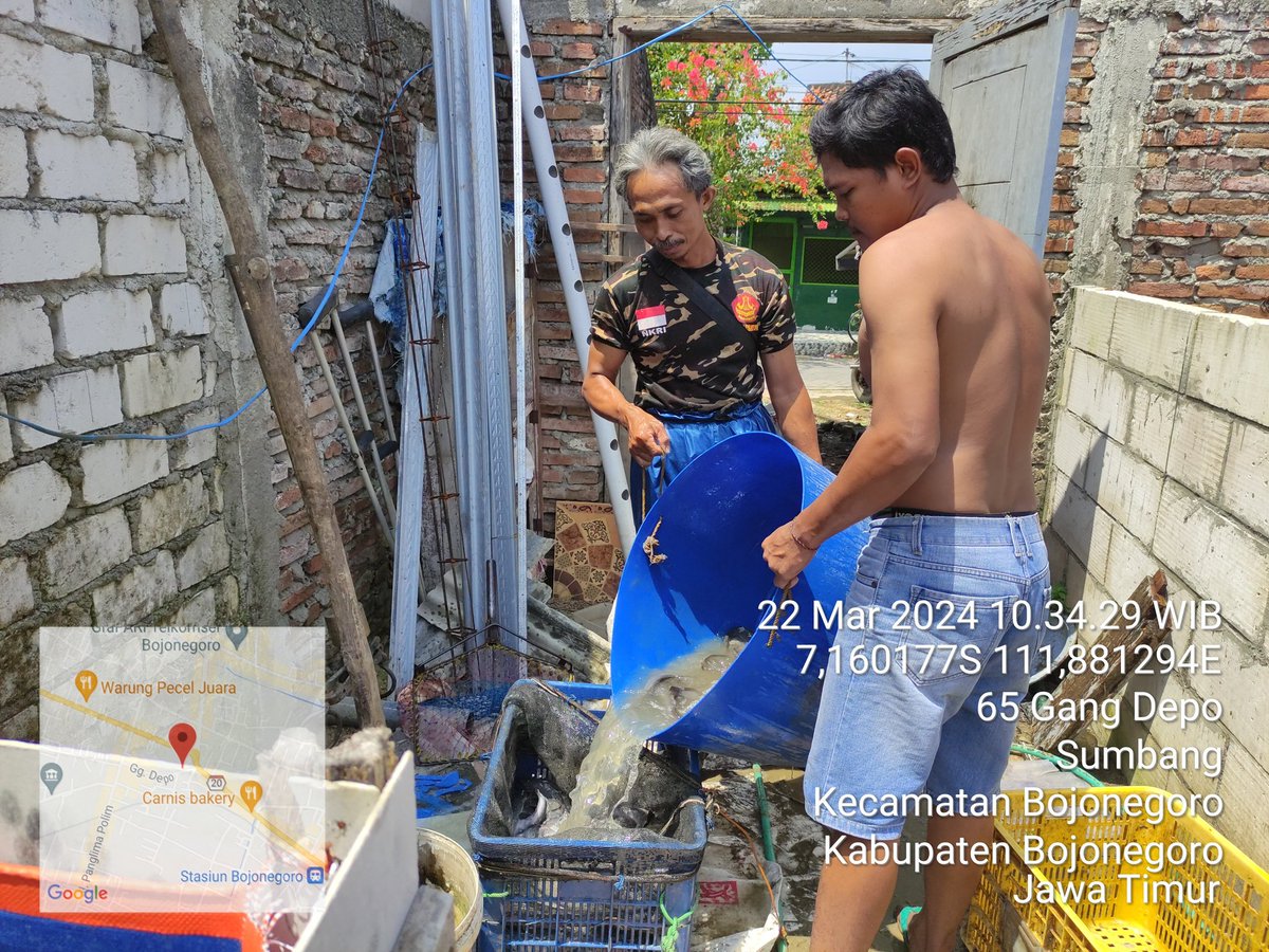 bett_alqi's tweet photo. Jumat (22/3), Baiti, Luhkan Bojonegoro, mendampingi #panen Lele di Bpk Imam (Kel. Sumbang), teknologi sederhana, sebanyak 65 kg, kolam terpal luas 6 m², size 8 - 12 ek/kg, harga Rp. 19.000/kg
#GiatLuhkanSatminkalBWI
#Bnegoro 
@bppsdm_bp3bwi
@pusluh_bppsdm https://t.co/iZVejBhCwv