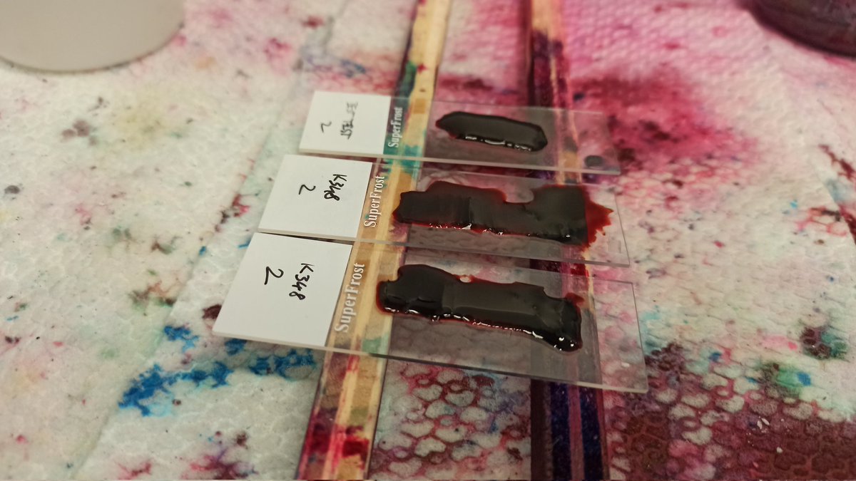 Bog pine dendroecology tweet media