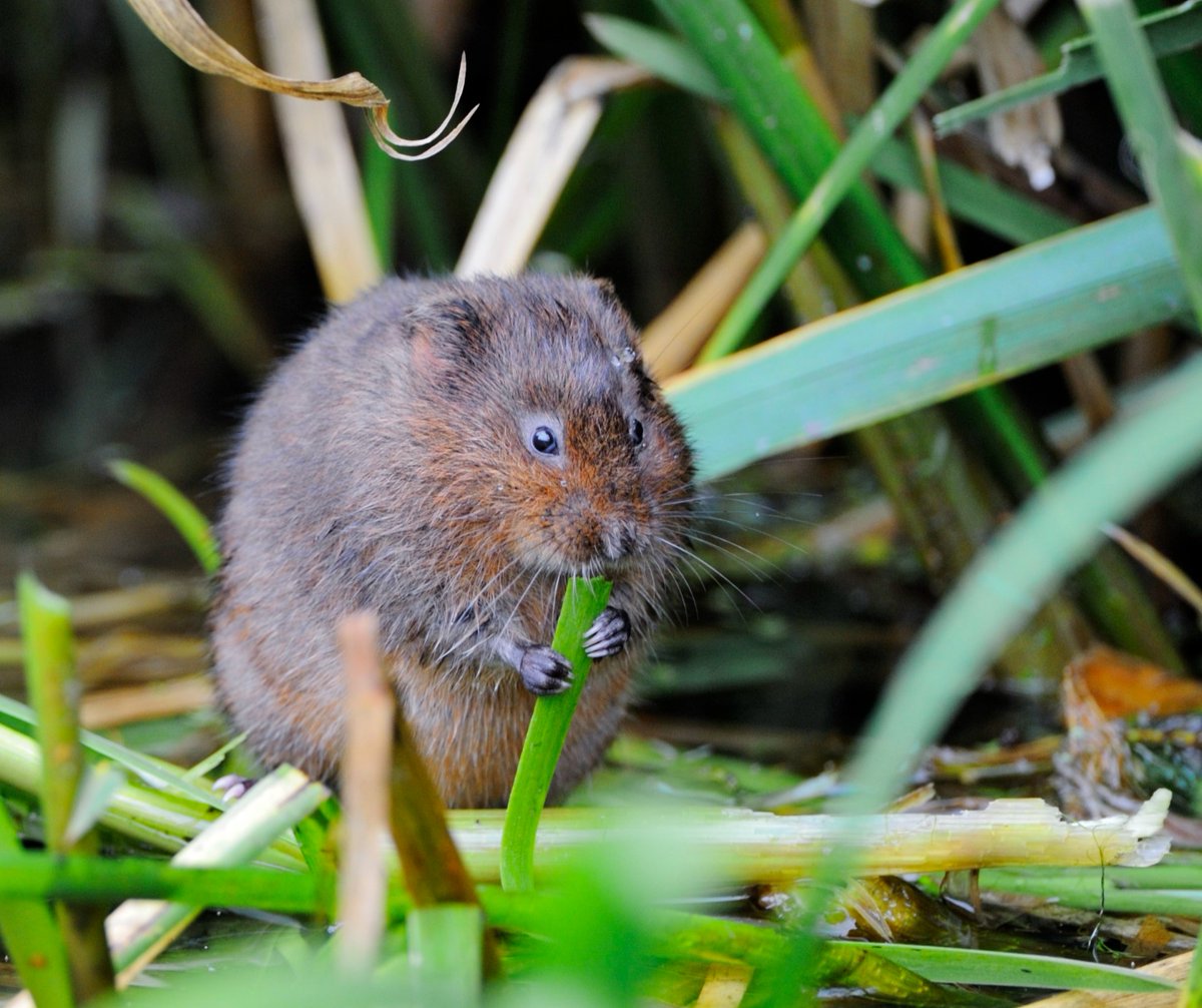 Today is #WorldWaterDay. Healthy water ways are vital for endangered species like #watervoles. They've experienced one of the most rapid declines of any British wild mammal ever. We are dedicated to saving this national treasure, and you can help too. 👉 ptes.org/watching-water…