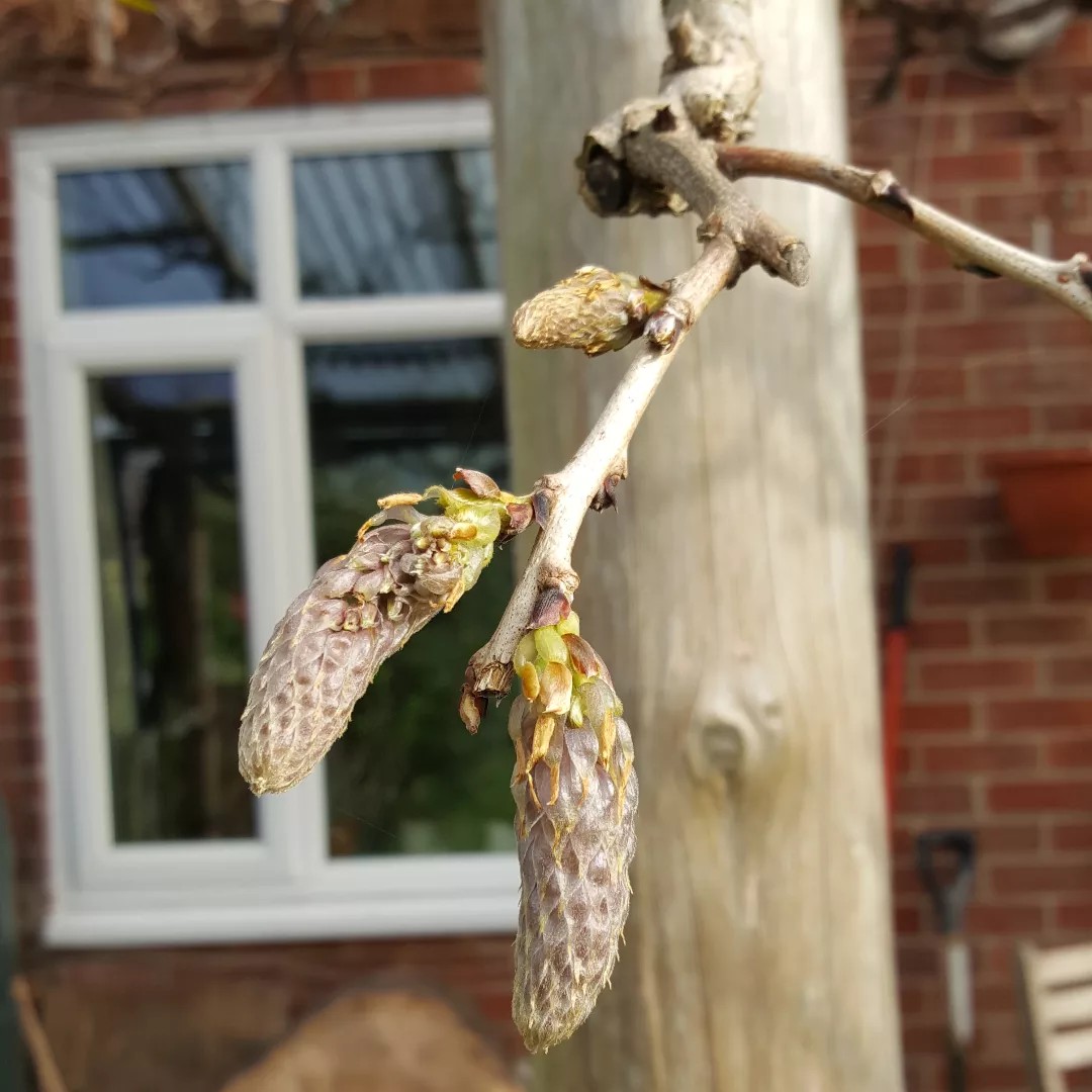 The first wisteria buds - a promise of the beauty that is to come #nature #spring