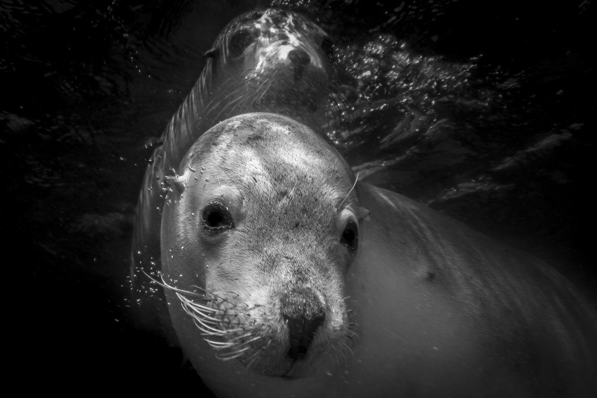 OceanFlotilla's tweet photo. It's a busy weekend for our planet, celebrating #InternationalDayOfTheSeal🦭, #WorldWaterDay 🌊 and #EarthHour.

We're all part of the natural world and achieving balance is vital for our collective survival and wellbeing.

📷 Jeff Hester/Ocean Image Bank #OneOceanOnePlanet https://t.co/k9oWLYY3vV